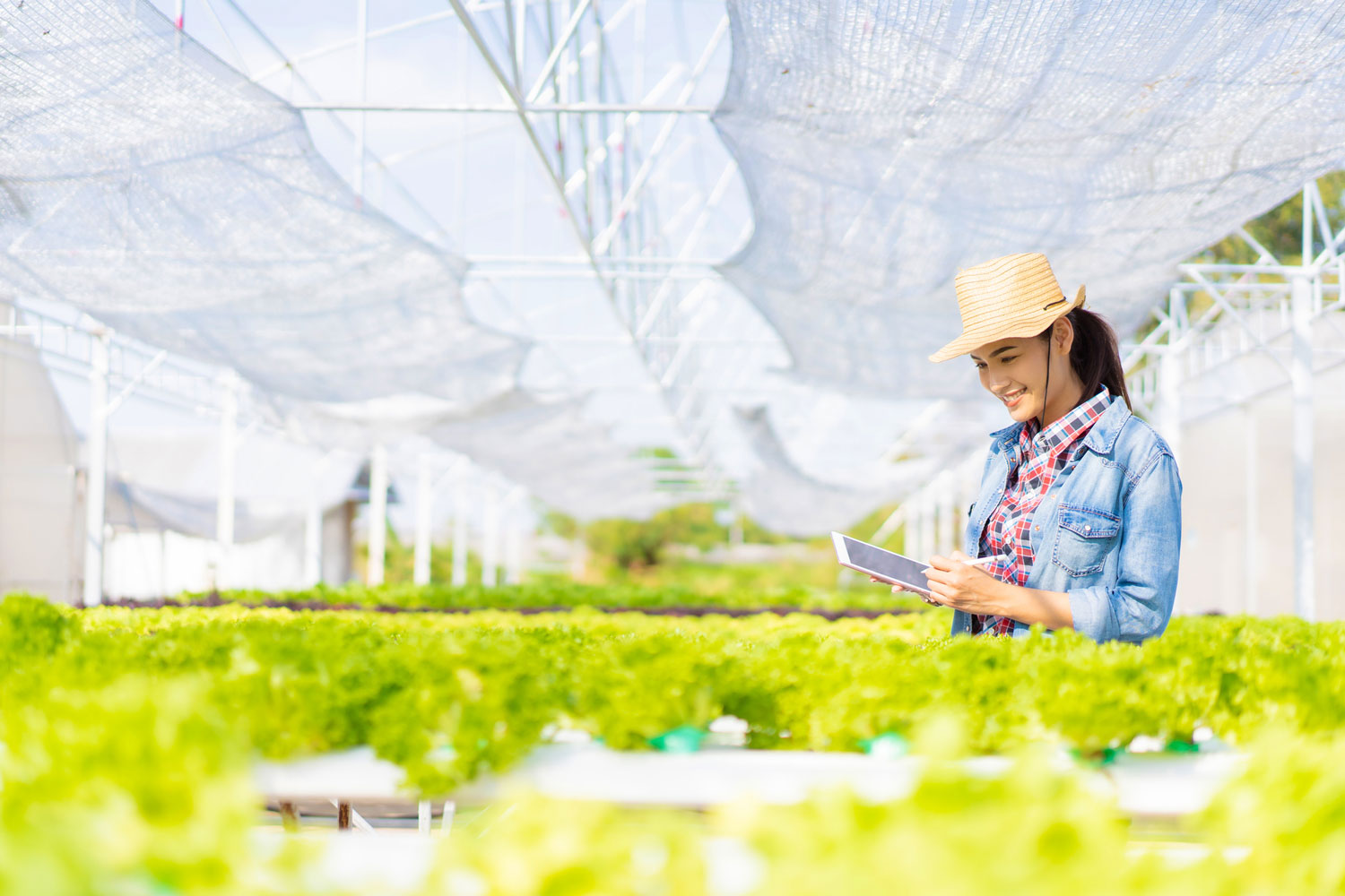 Farmers are recording data on tablets at Hydroponic vegetables salad farm.